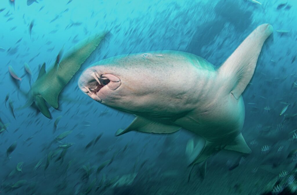 Beqa Lagoon Fiji: Shark Diving and Coral Reef Adventures 7 Tawny nurse sharks