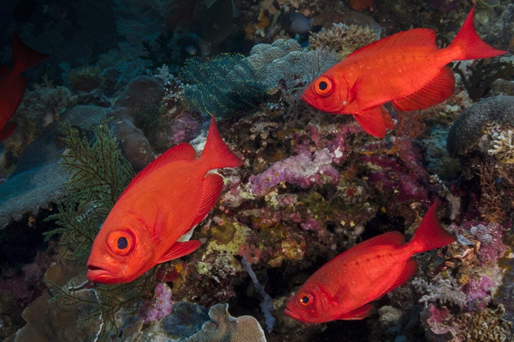 After dark, the pupils of the Crescent-tail bigeye large eyes 