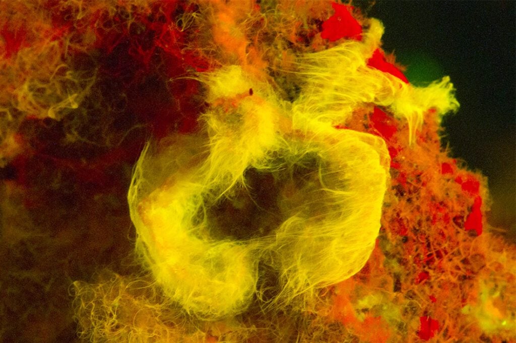 Under the illumination of a Fluo light, an Orangutang crab’s normal dark red algae covering takes on very yellow hue.
