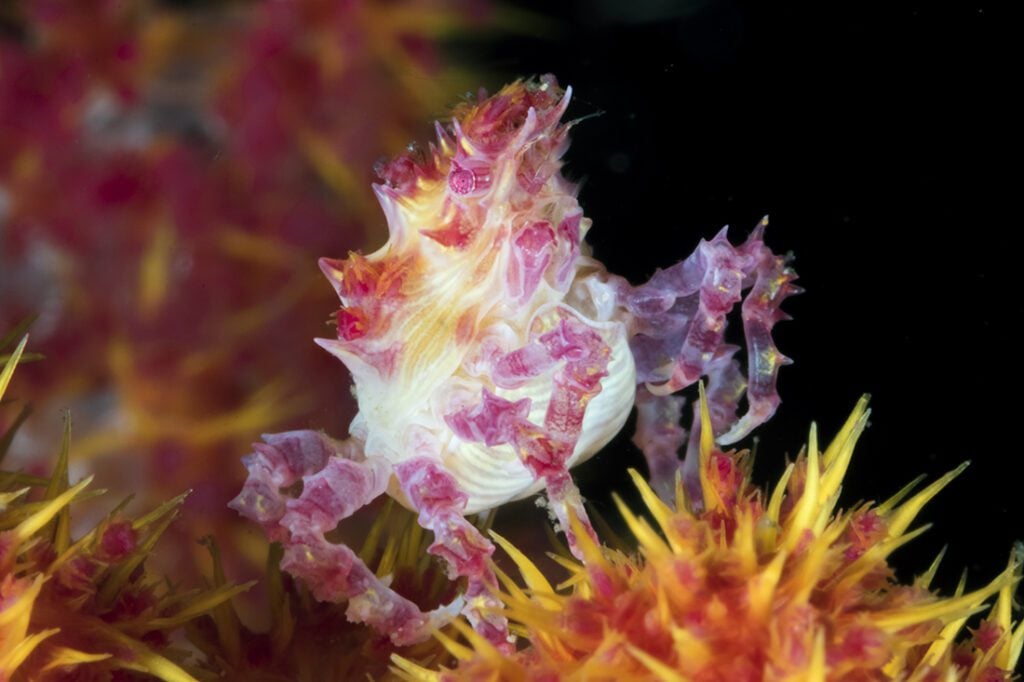 A colorful soft coral crab emerges from its daytime hiding place to feed.