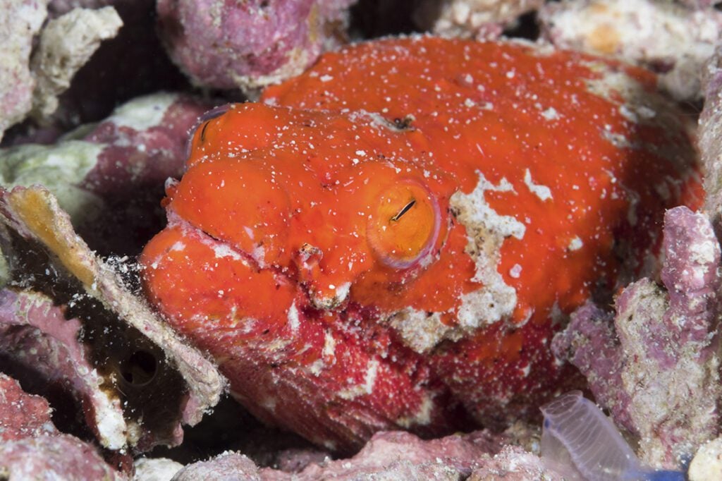 Reptilian snake eel at Wakatobi, Indonesia