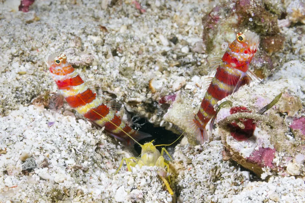 A pair of Gorgeous shrimp gobies (Amblyeleotris wheeleri) standing watch as their Alpheus shrimp roommates slave to keep their burrow clean.