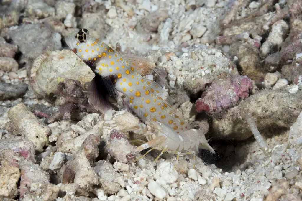 Orange spotted shrimp goby (Amblyeleotris guttata), usually pairs up with Alpheus pistol shrimps in the genus A. ochrostriatus.