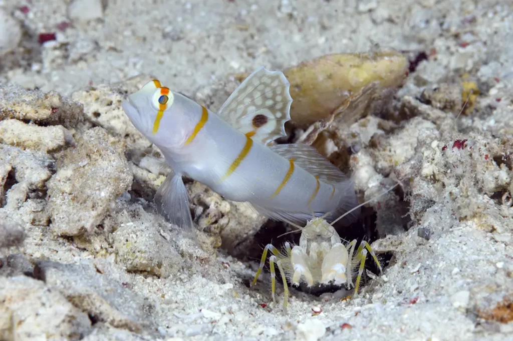 Randall's shrimp goby (Amblyeleotris randalli) with its Alpheus randalli shrimp roommate is generally found up under ledges and overhangs with a sandy floor.