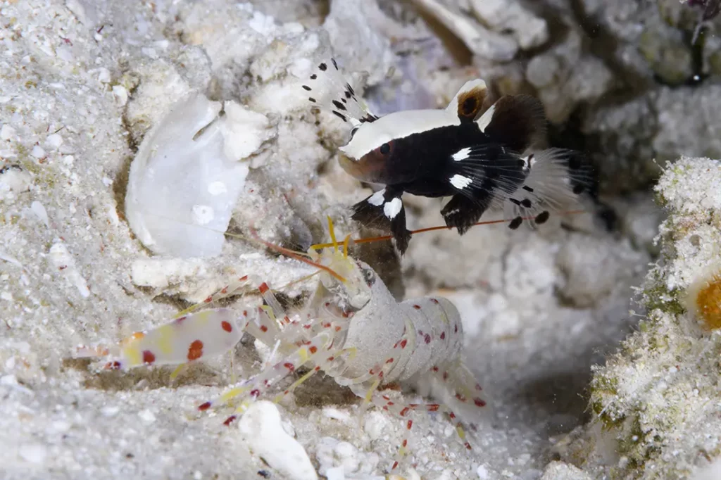 One of the hardest of shrimp gobies to find is the White Cap Shrimp Goby (Lotilia graciliosa) among the rarer species of shrimp gobies found the Indo-Pacific. As you can see, these little fish are really small compared to the size of a fully adult Alpheus shrimp. roommate. White cap gobies are one of several species that can be found on Wakatobi’s House Reef.