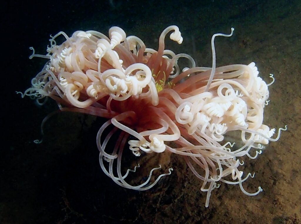Great Piers of FIRE (WORKS) 11 Fireworks anemone with curled-up tentacles