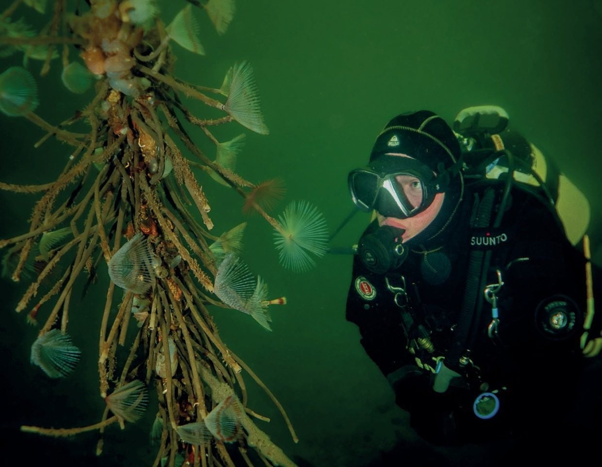 Divers will encounter all sorts of marine life