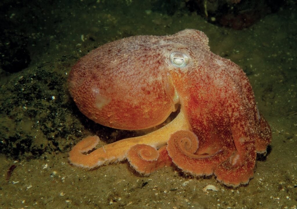 octopus