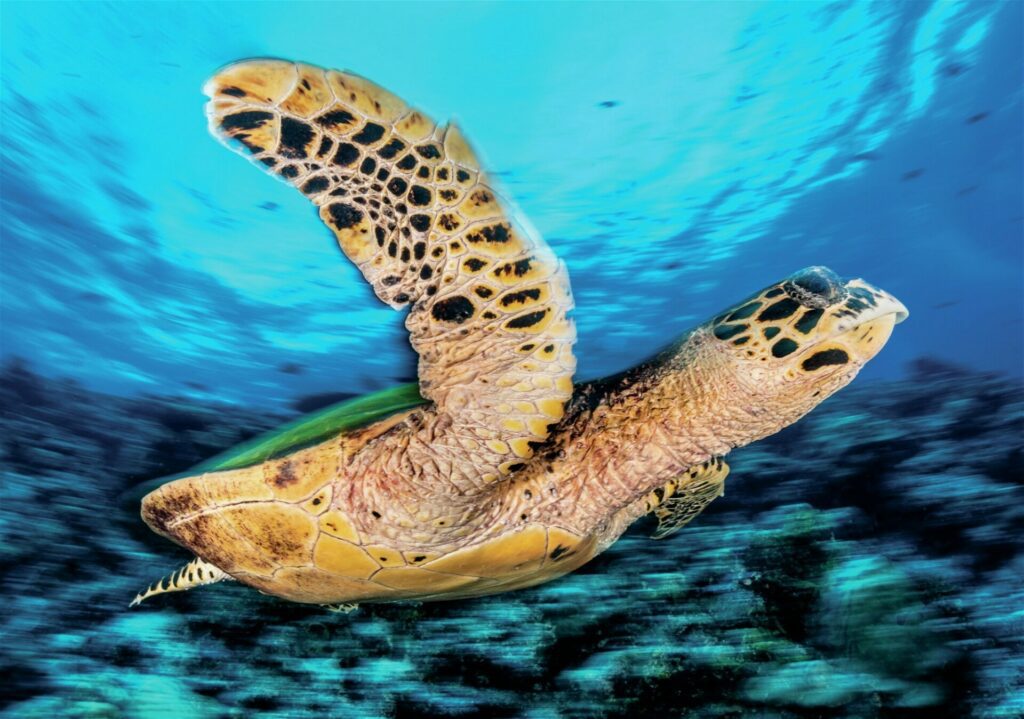 Stunning Sea Turtle Photography Guide - Mustard's Masterclass 1 A careful approach allows us to take a variety of shots - sea turtle photography guide for our serues Mustard’s Masterclass sea turtle photography guide