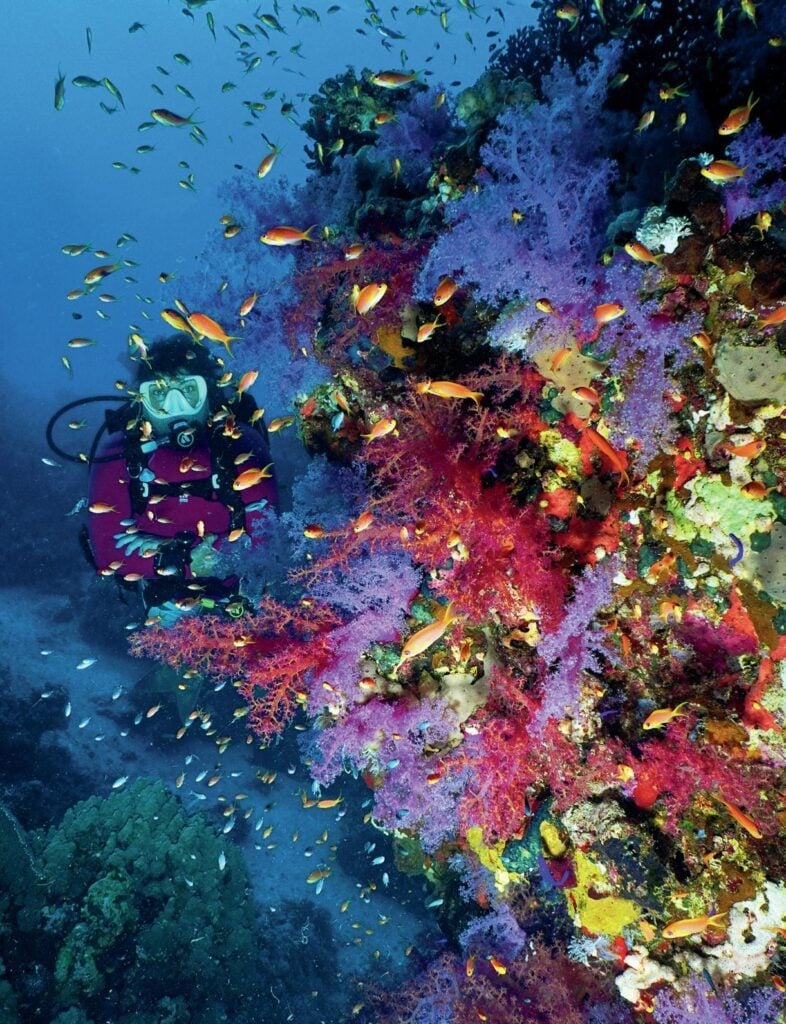 A riot of colors from soft-corals
