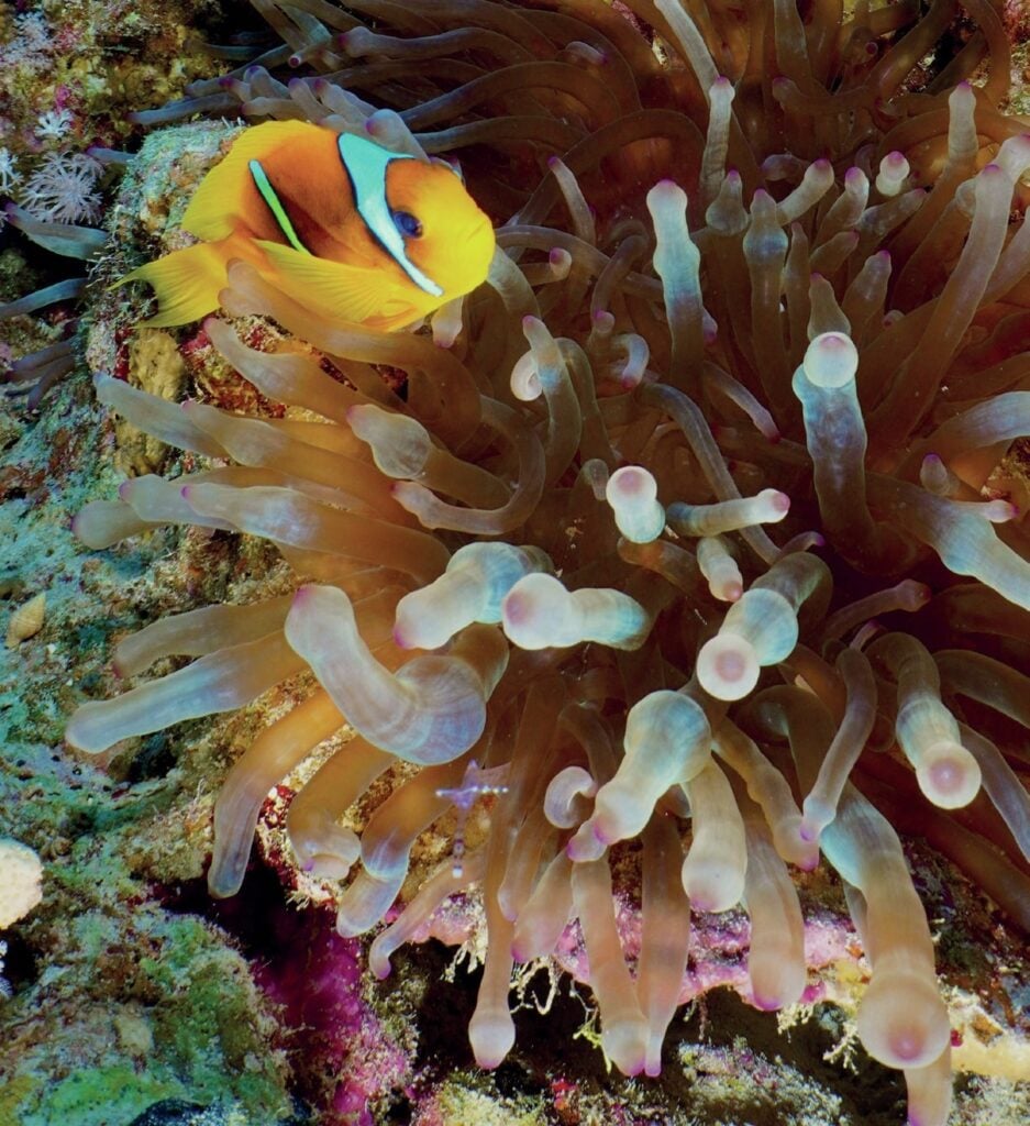 Anemonefish in coral reef on Red Sea dive with Colona Divers