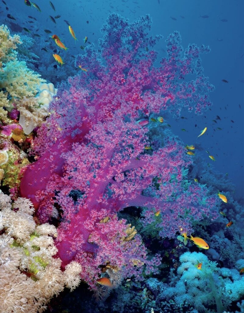 Vibrant soft corals covering Red Sea reef during Hurghada dive