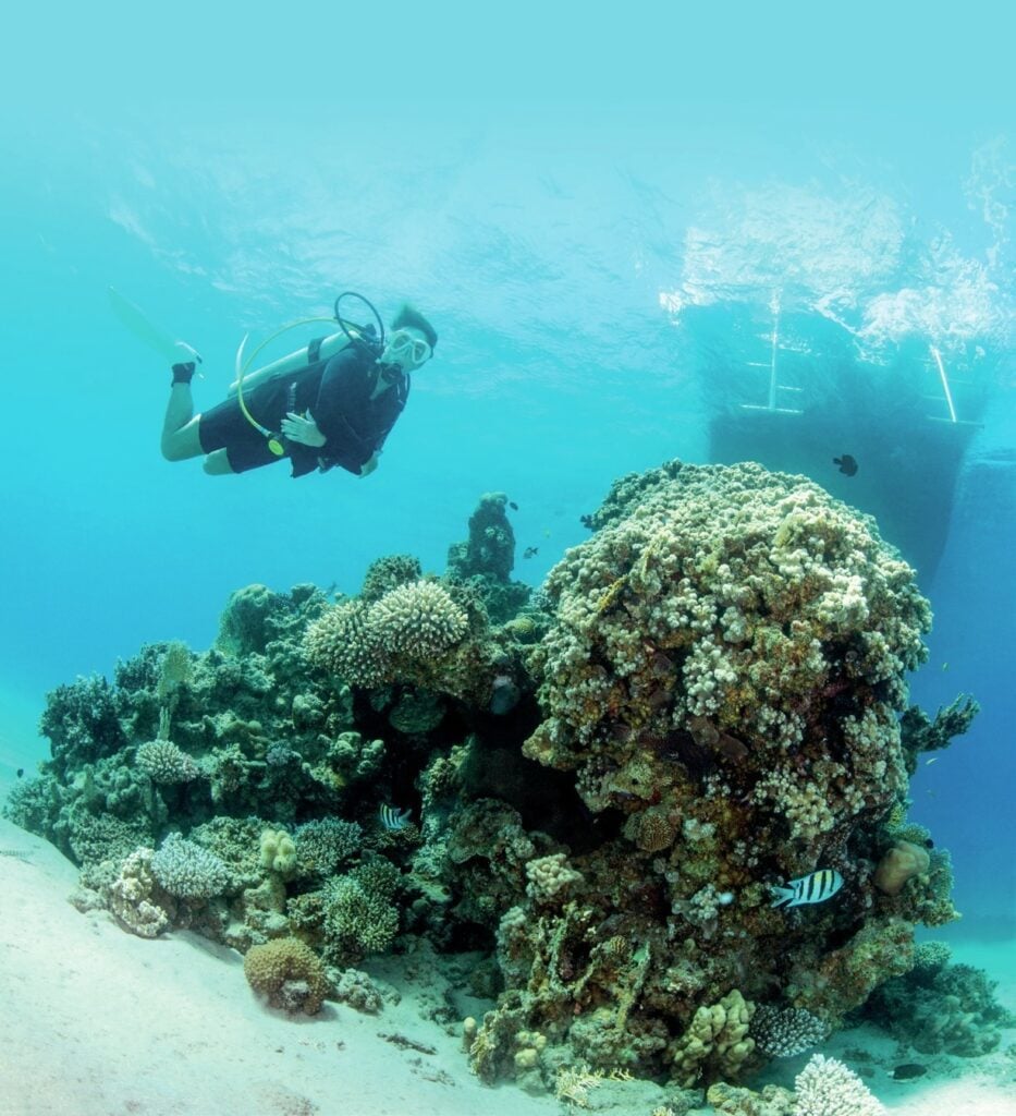 Coral head below the boat