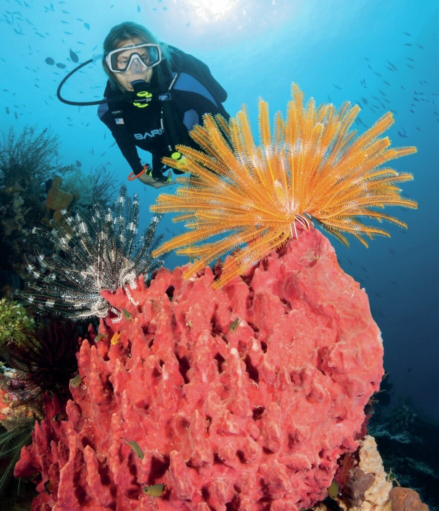 The Wakatobi Experience: Diving Pristine Reefs in Indonesia’s Banda Sea 7 Crinoid on a barrel sponge