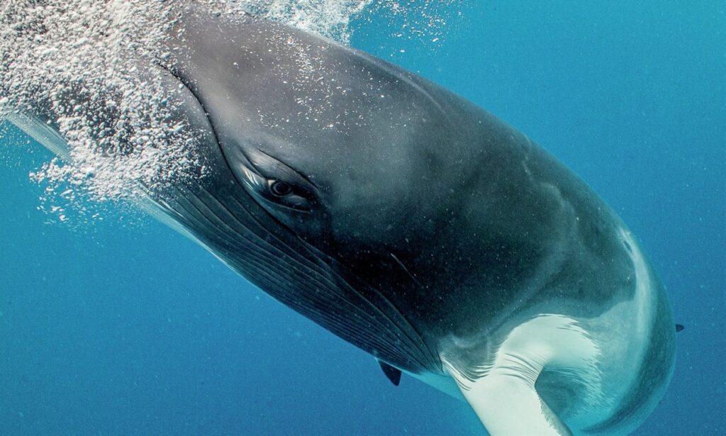 How to Dive the Great Barrier Reef: Best Sites & Regions 9 Dwarf minke whale