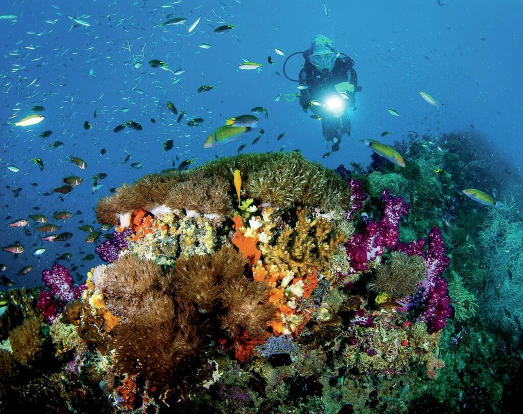 How to Dive the Great Barrier Reef: Best Sites & Regions 4 Expect vibrant colors on your dives