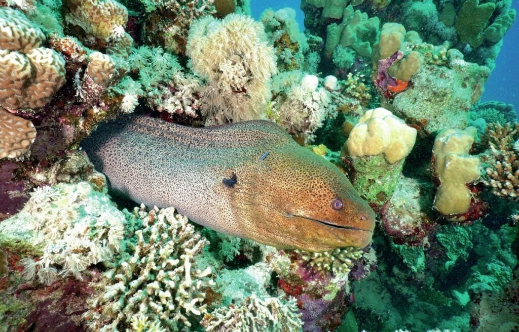 Giant moray eel emerging from coral head on Red Sea dive