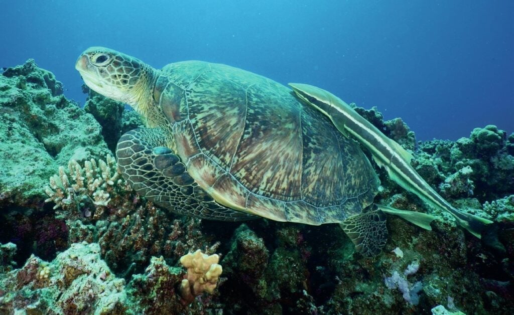 Green turtle swimming with a remora near Wadi Sabarah Red Sea dive resort, Egypt