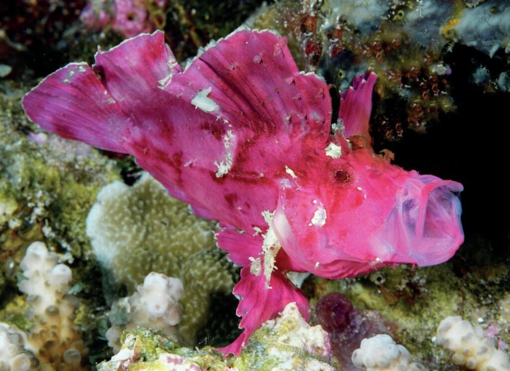 The Wakatobi Experience: Diving Pristine Reefs in Indonesia’s Banda Sea 11 Leaf scorpionfish
