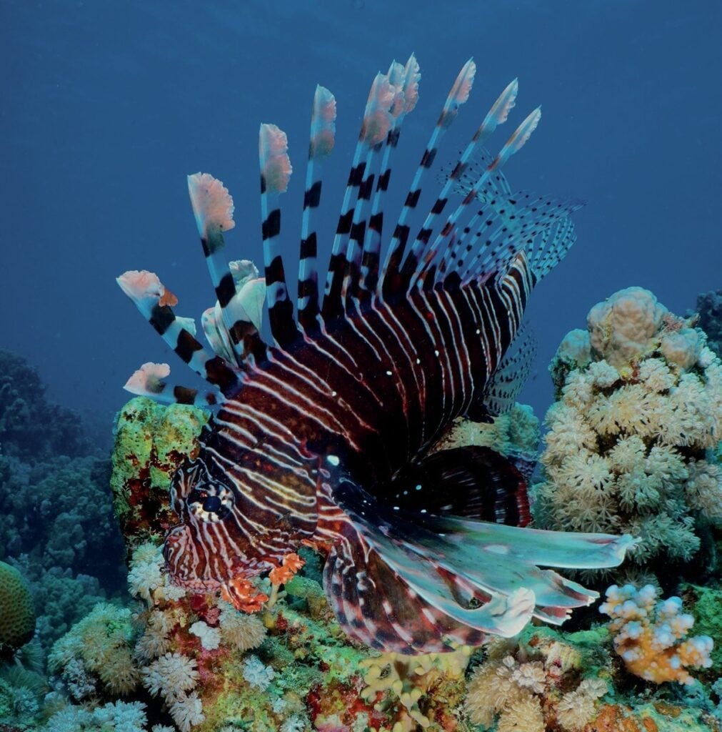 Lionfish swimming among vibrant Red Sea coral during Egypt dive trip