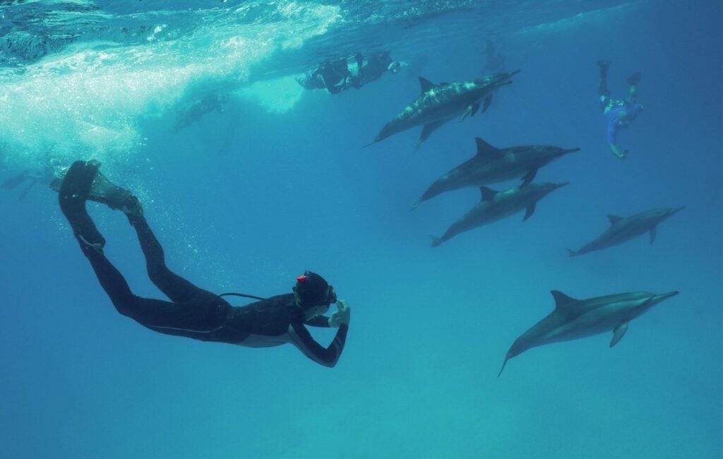 Luke snorkellin with dolphins