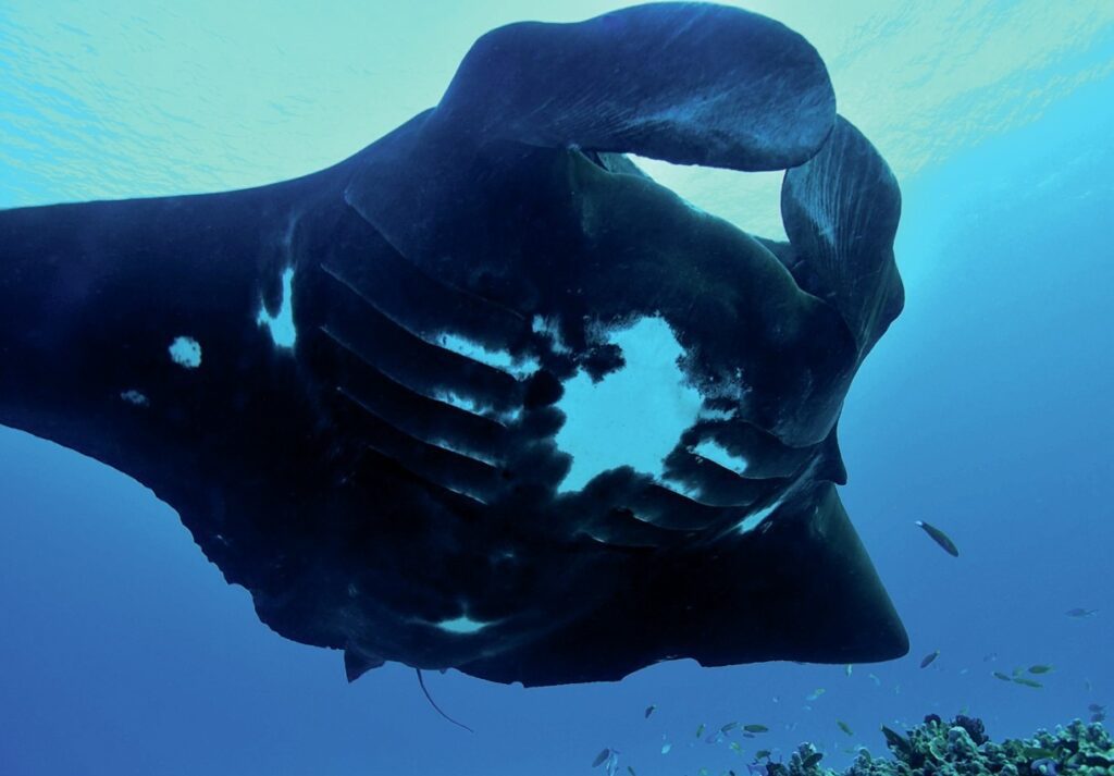 How to Dive the Great Barrier Reef: Best Sites & Regions 7 Manta ray