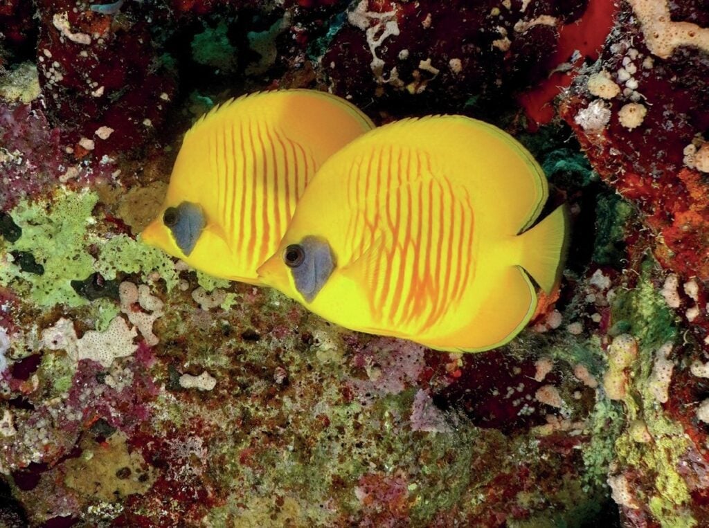 Masked butterflyfish pair on colourful Red Sea reef in Egypt