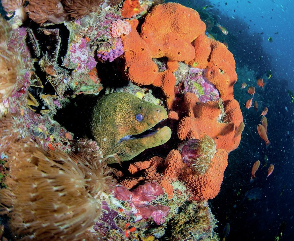 How to Dive the Great Barrier Reef: Best Sites & Regions 10 Mooray eel sheltering in the reef