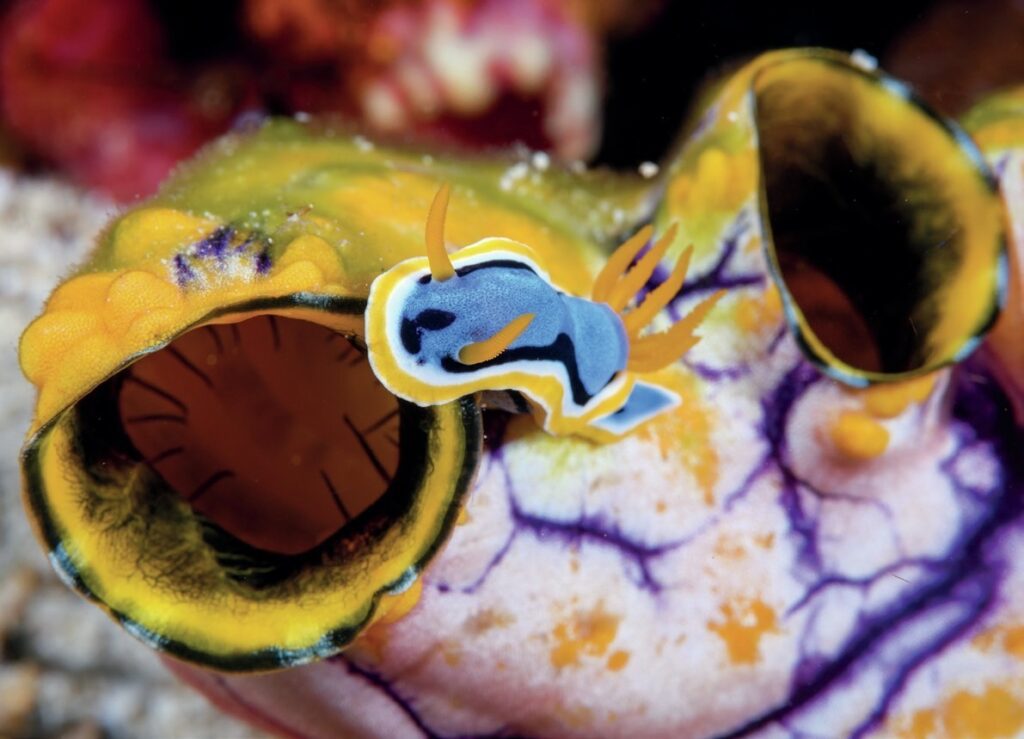 The Wakatobi Experience: Diving Pristine Reefs in Indonesia’s Banda Sea 1 Nudibranch ambles along a sea squirt