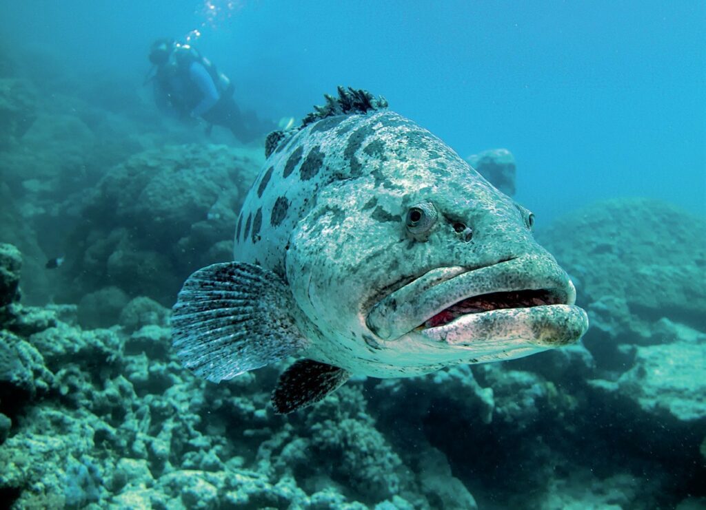 How to Dive the Great Barrier Reef: Best Sites & Regions 3 Potato cod