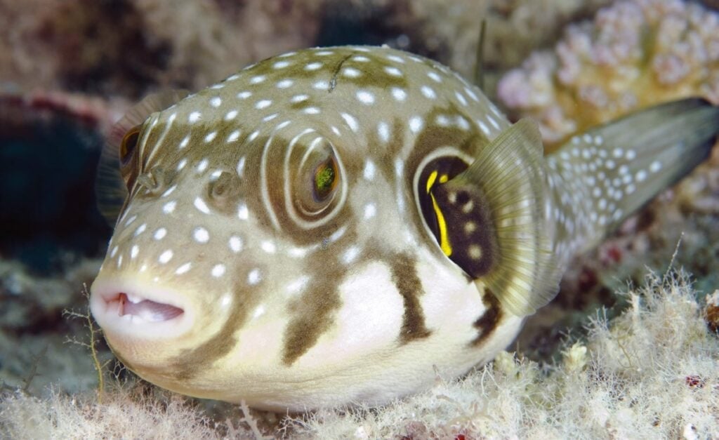 Pufferfish