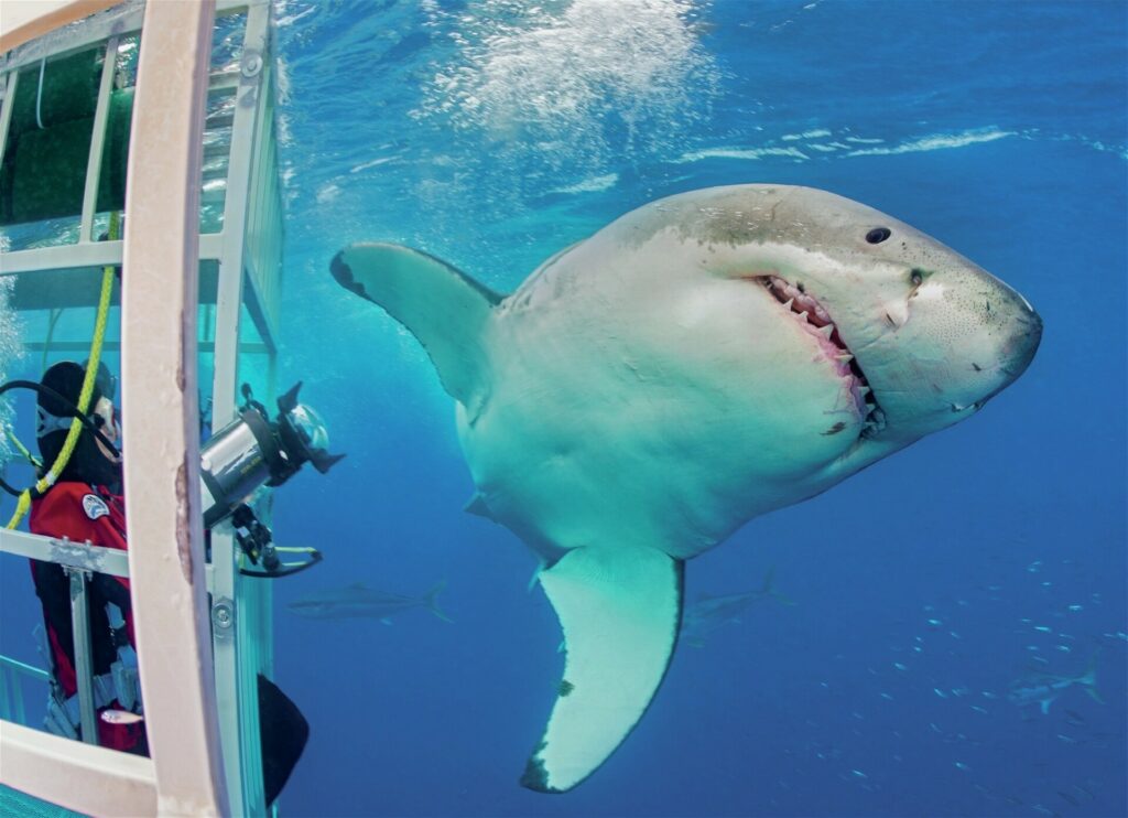 Shark Photography Tips: Mastering Underwater Shots with Alex Mustard 2 Shark photography means being ready to capture the peak action