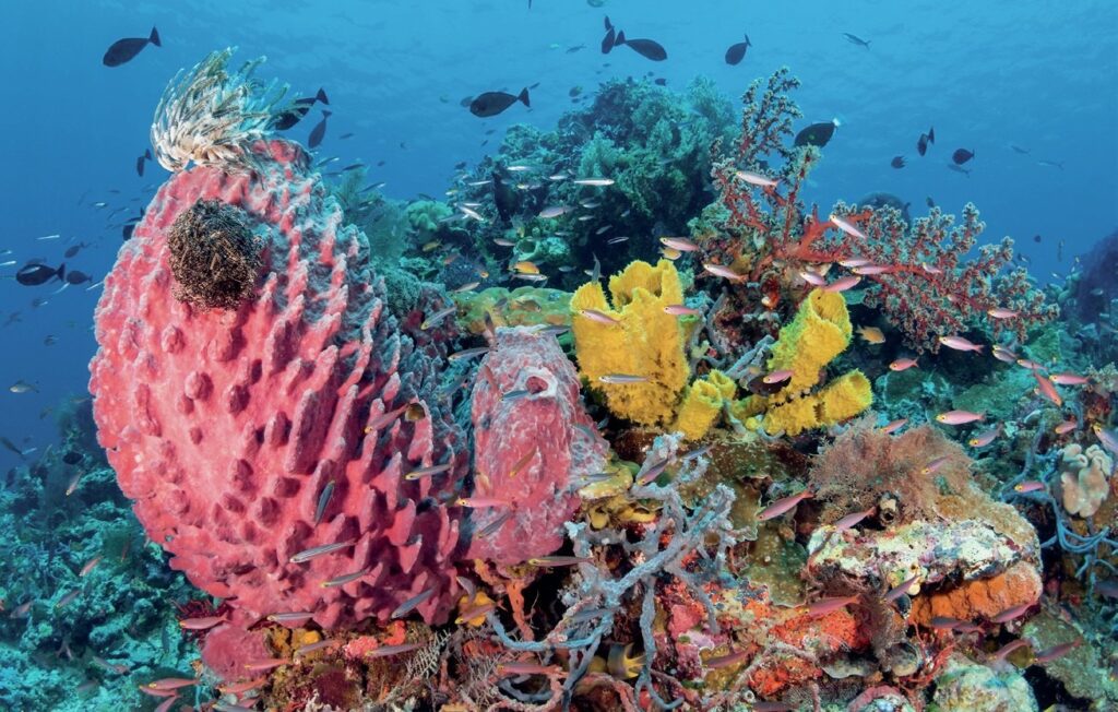 The Wakatobi Experience: Diving Pristine Reefs in Indonesia’s Banda Sea 15 Spomges and corals provide a riot of colour.jpg