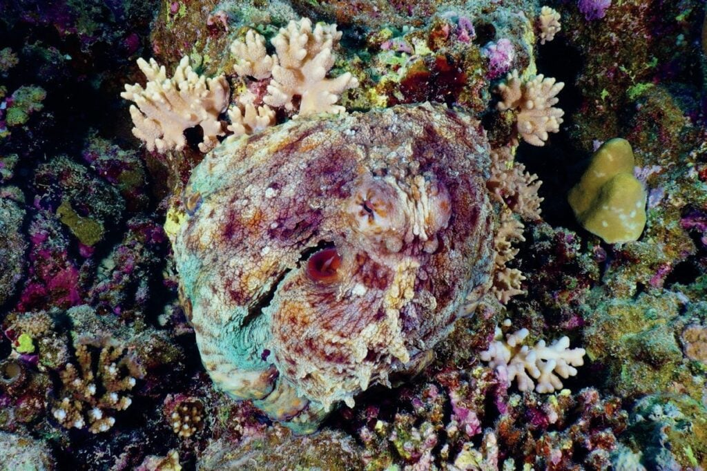 Octopus hiding in coral on Red Sea dive off Hurghada Egypt