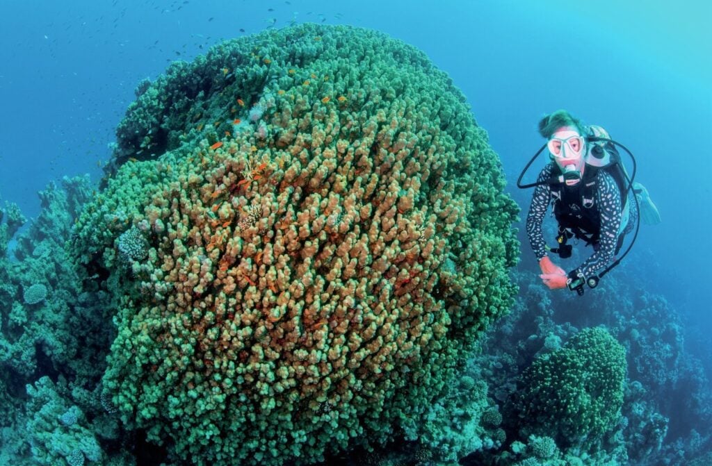 The hard corals are in great condition overall