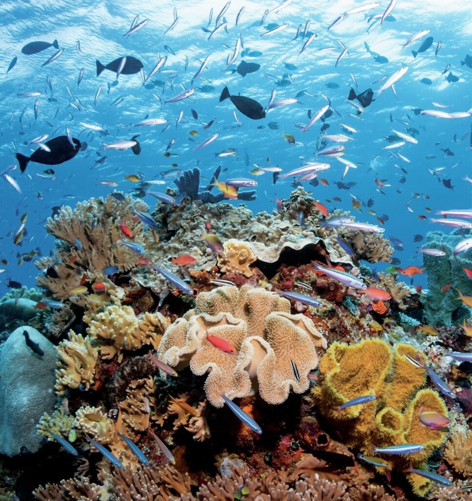 The Wakatobi Experience: Diving Pristine Reefs in Indonesia’s Banda Sea 6 The healthy reefs teem with life