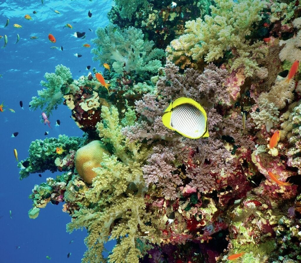 Vibrant coral reefs teeming with marine life near Wadi Sabarah Red Sea dive resort, Egypt