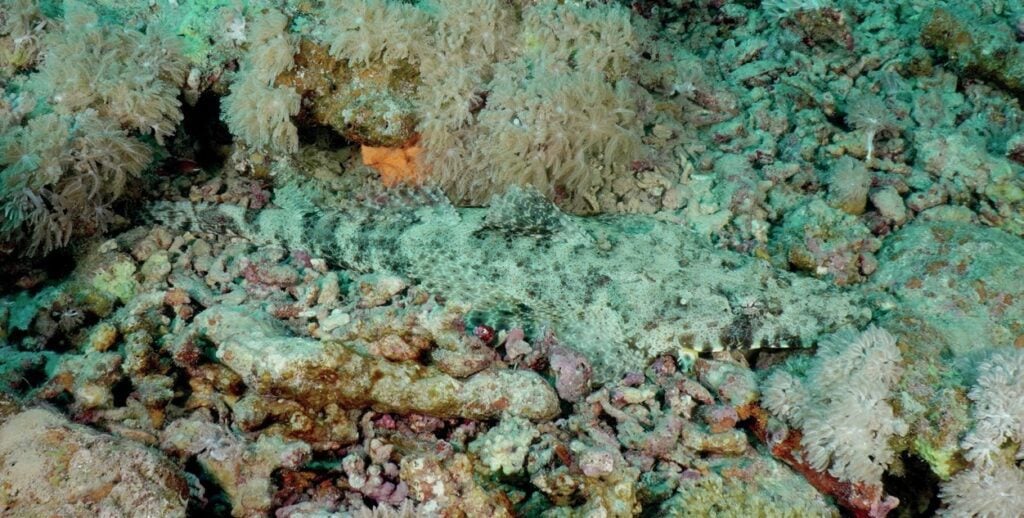 Camouflaged crocodilefish resting on sandy seabed in Red Sea Egypt