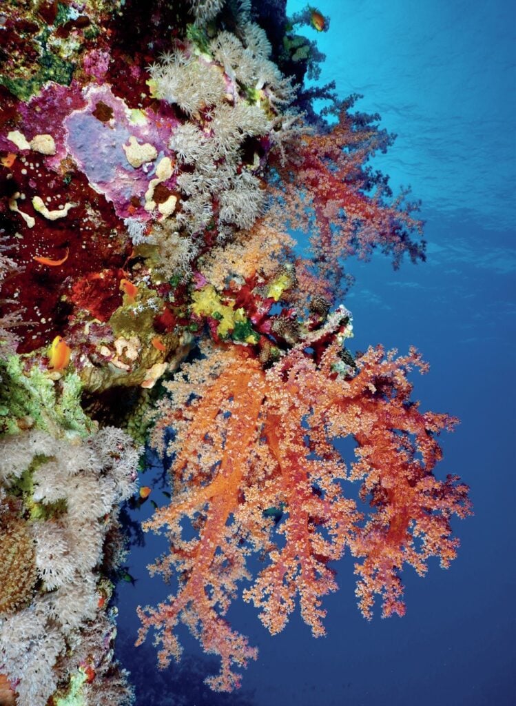 Vibrant soft corals at Elphinstone Reef near Wadi Sabarah Red Sea dive resort, Egypt