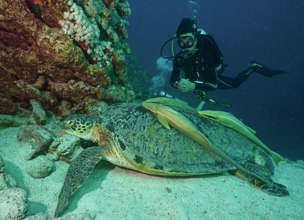 We encountered several massive green turtles