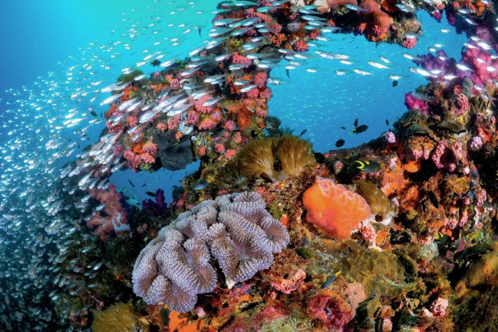 How to Dive the Great Barrier Reef: Best Sites & Regions 5 Yongala wreck