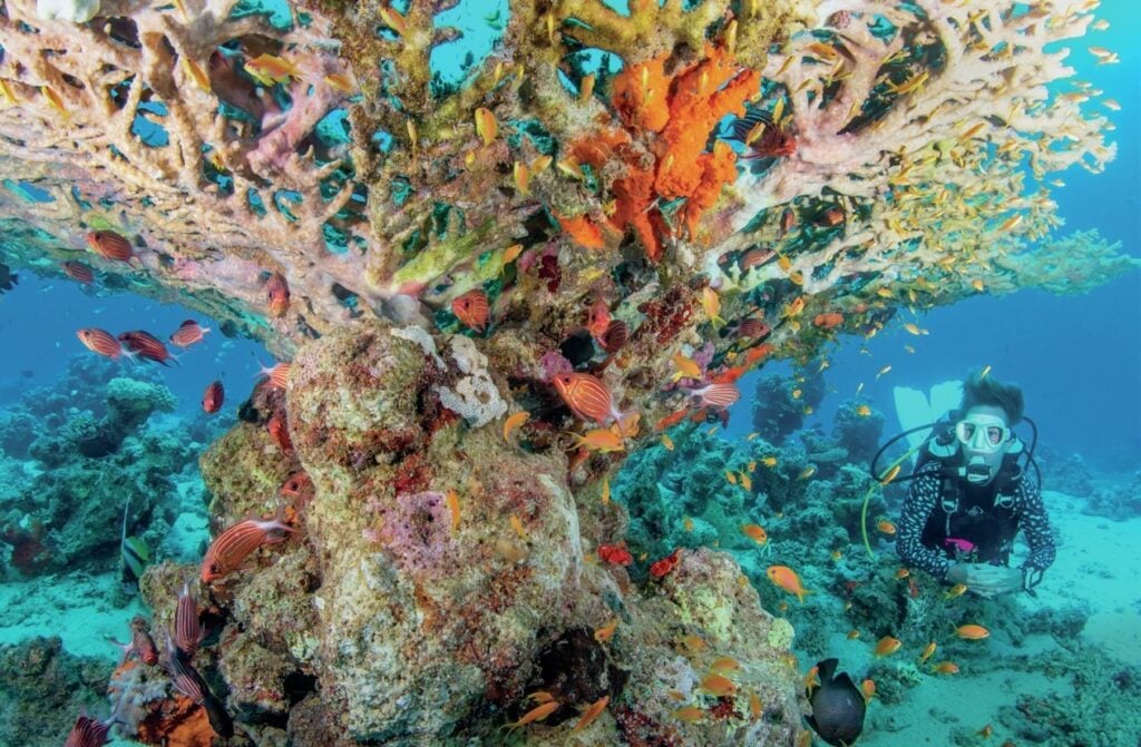 Fish shelter under a large table coral