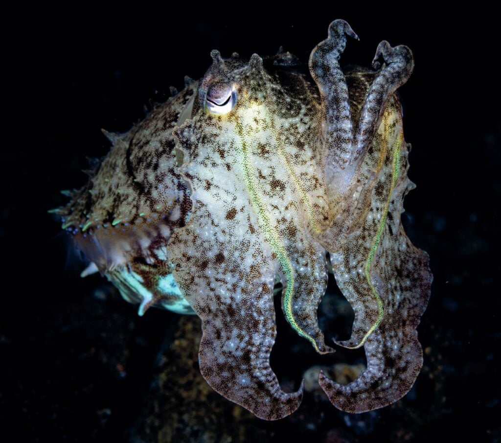 Broadclub cuttlefish