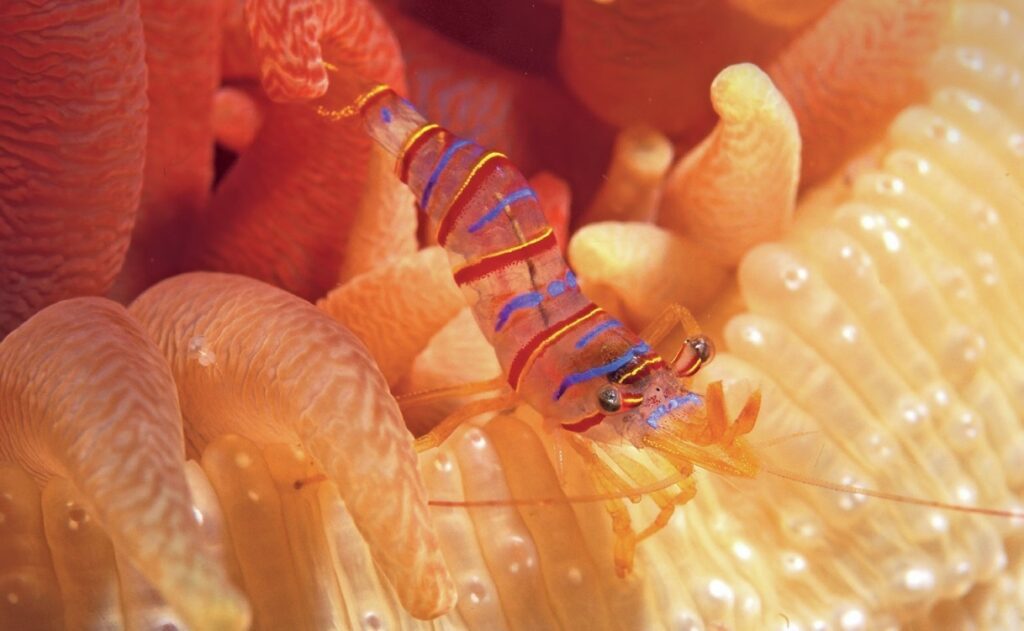 Jett Britnell: Cold-Water Photography, Exploration, and Marine Conservation Q&A 4 Candy striped shrimp, British Columbia