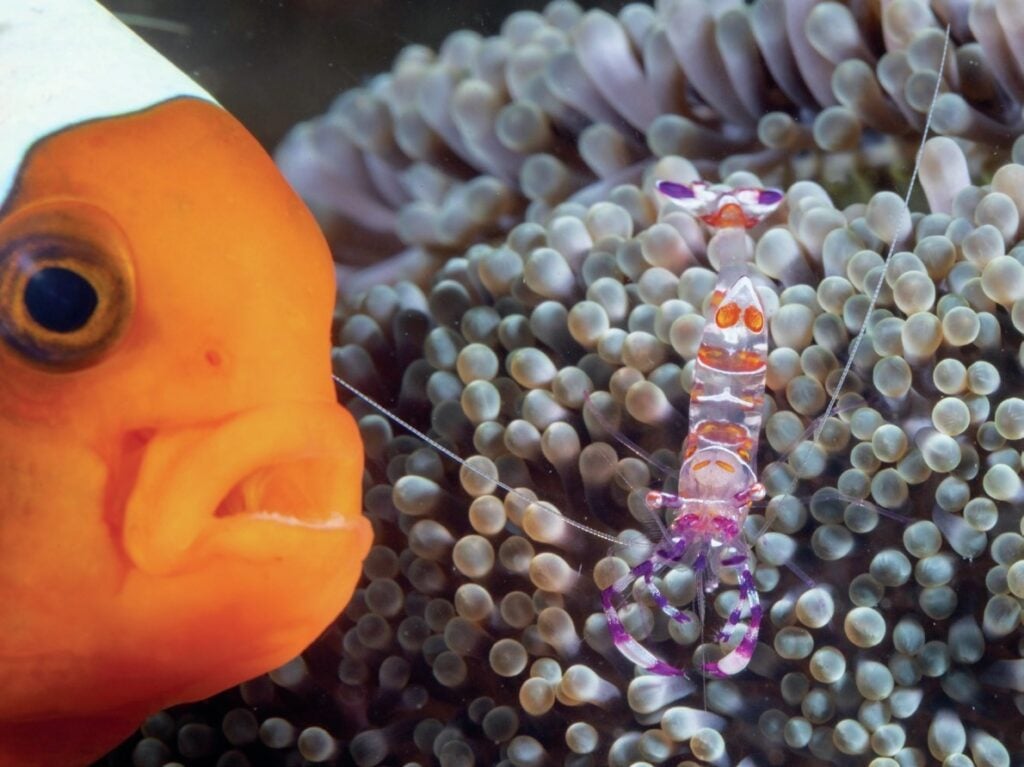 Cleaner shrimp with a clownfish