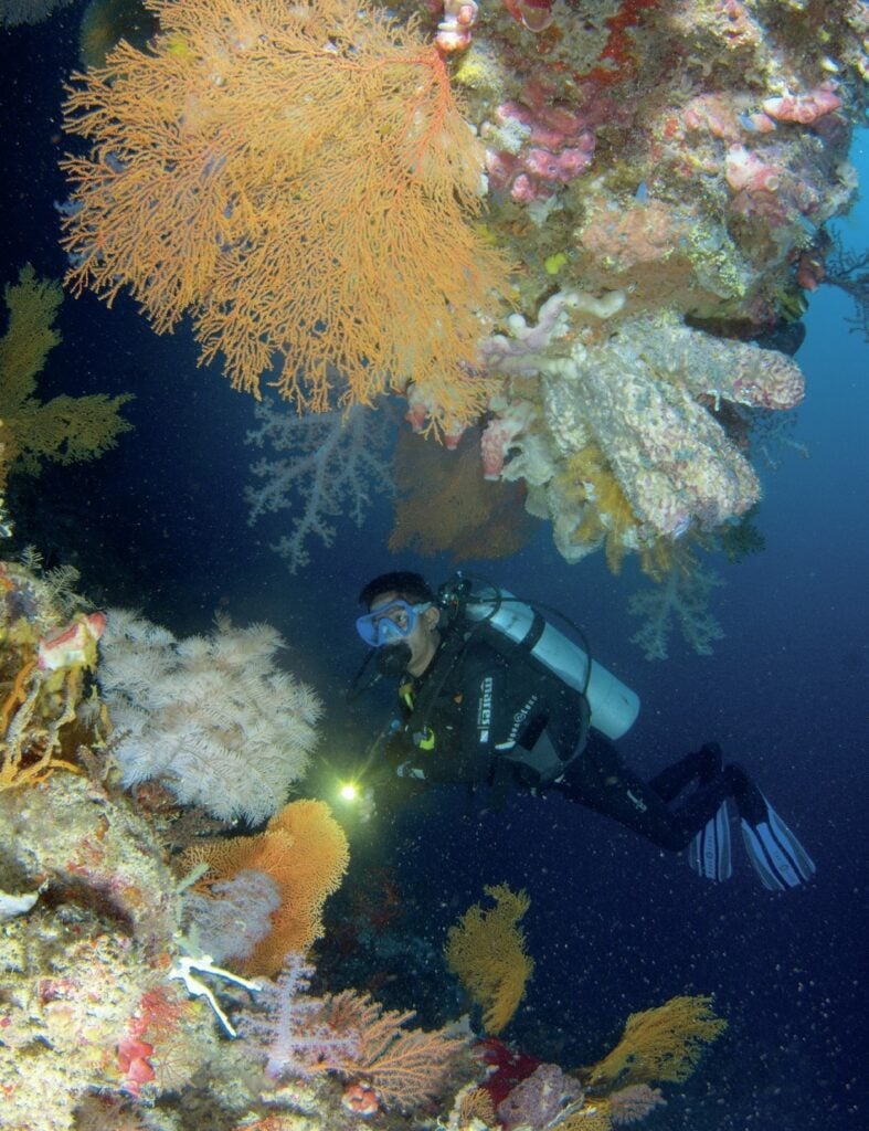 Colourful soft corals and sponges
