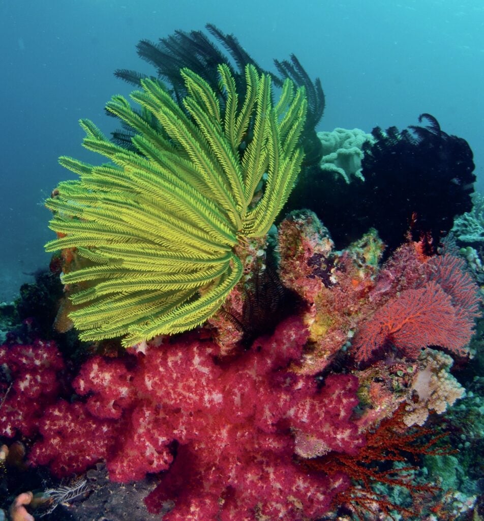Crinoids