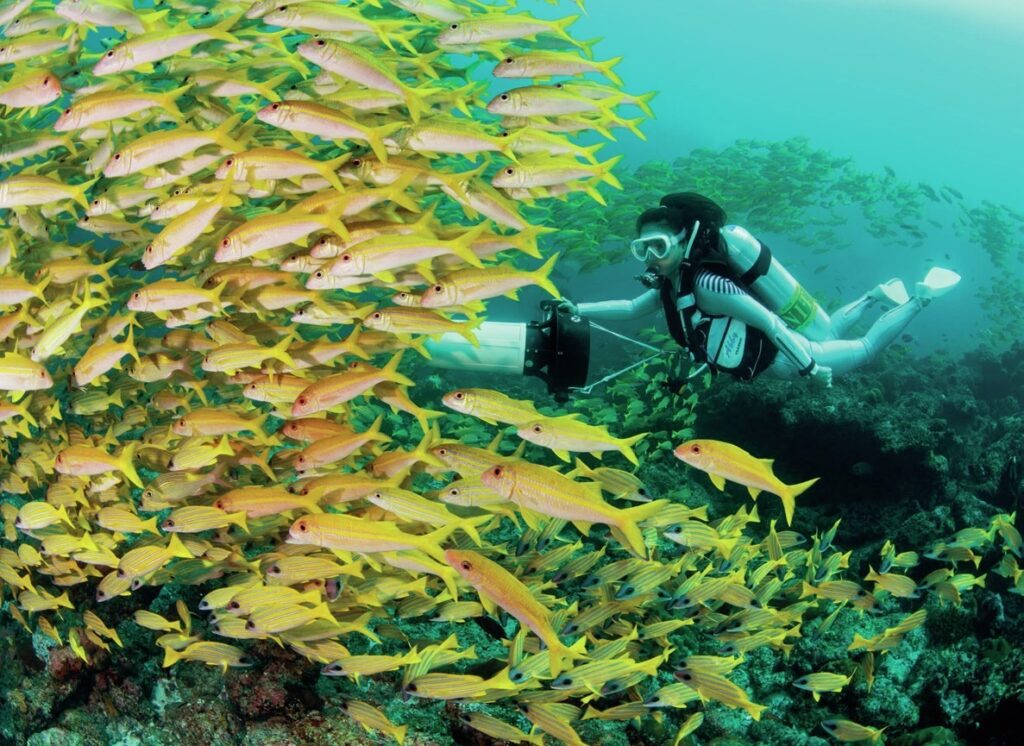 Diving Raa Atoll: Exploring Alila Kothaifaru and Its Hidden Thilas 6 Expect to be enveloped by fish