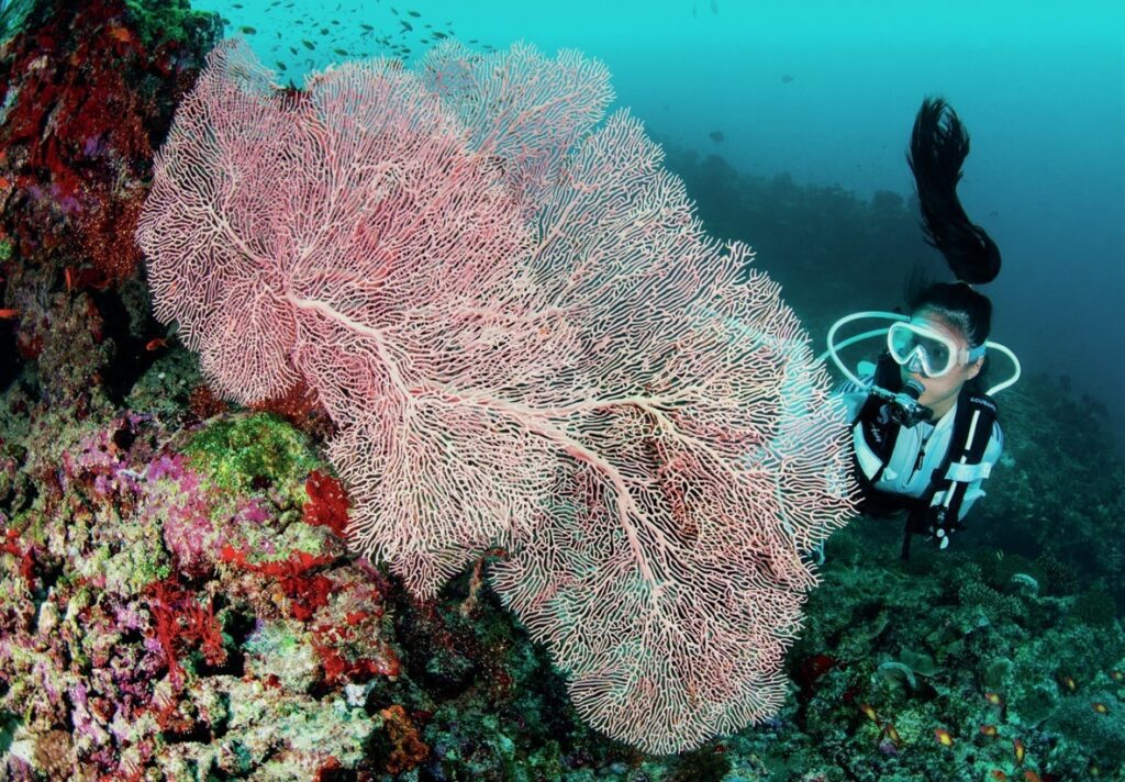 Diving Raa Atoll: Exploring Alila Kothaifaru and Its Hidden Thilas 5 The reefs teem with life