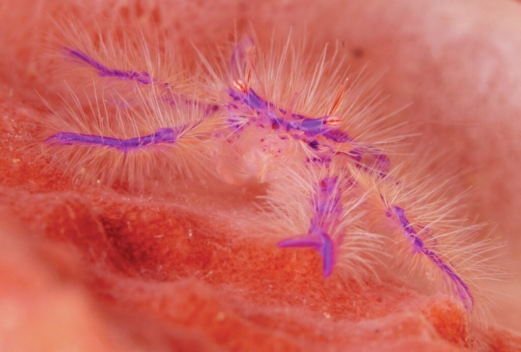 Hairy squat lobster living on a barrel sponge